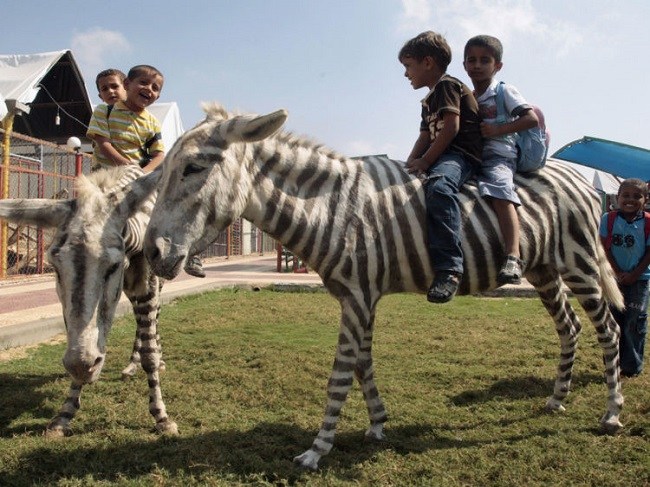 kids playing on Painted Zebra